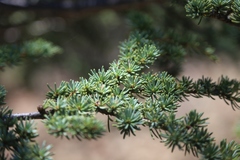 Cedrus brevifolia