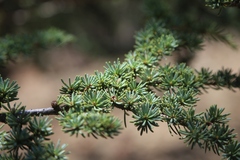 Cedrus brevifolia