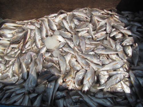 Bobo croaker (Pseudotolithus elongatus) — Sciaenidae — 3