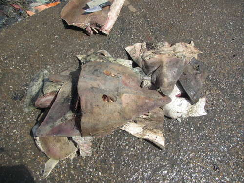 Blackchin Guitarfish