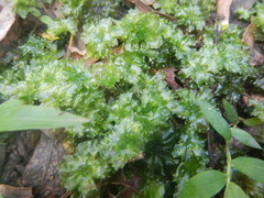 Rhodobryum umbraculum