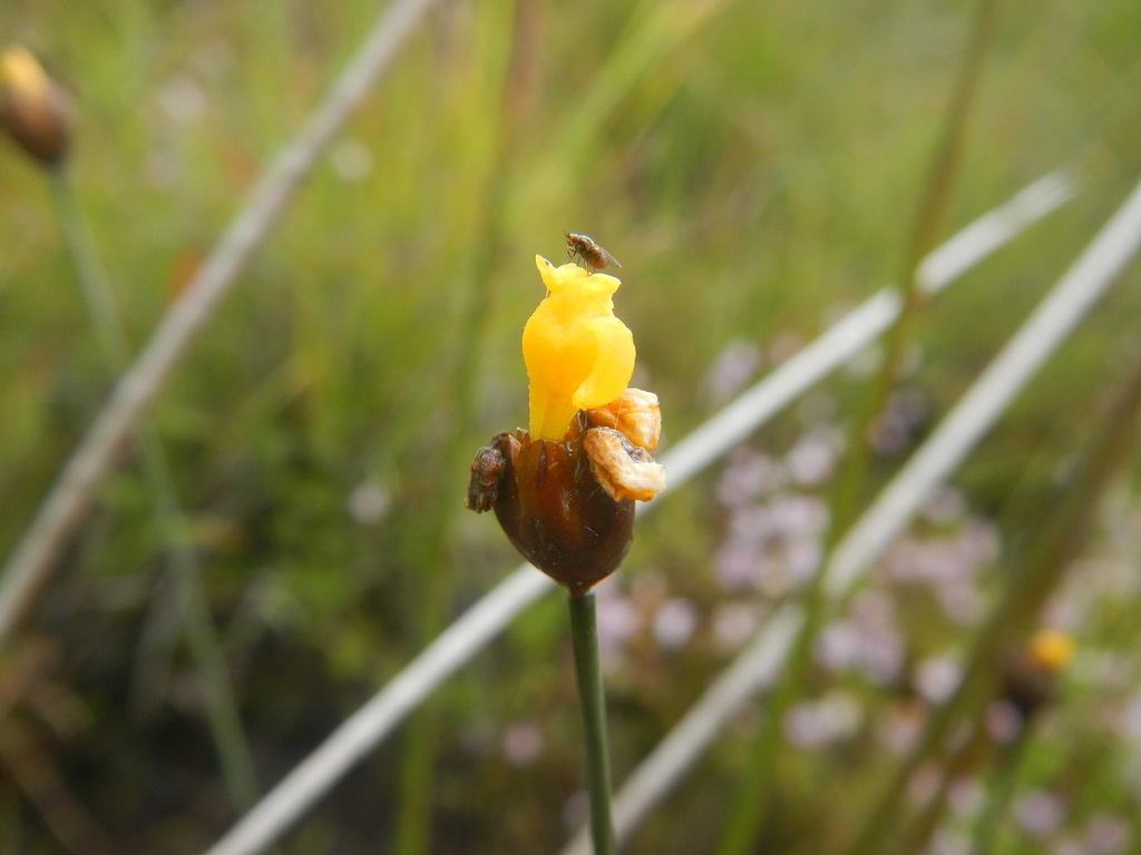 Yellow Eyed Grasses From Amatole South Africa On January 29 2022 At 0928 Am By Aj Rogerson 0457