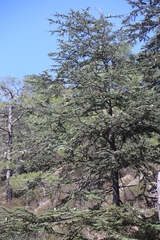 Cedrus brevifolia