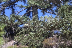 Cedrus brevifolia