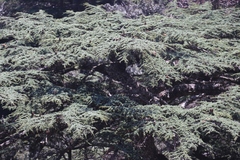 Cedrus brevifolia