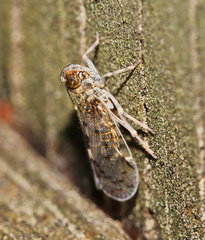 Melanoliarus placitus