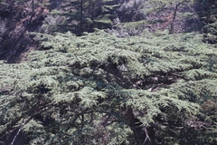 Cedrus brevifolia