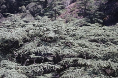 Cedrus brevifolia