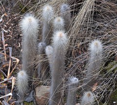 Cleistocactus hyalacanthus