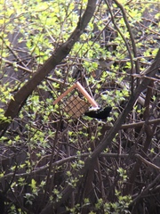 Pheucticus ludovicianus