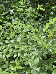 Pseudophyllanthus ovalis