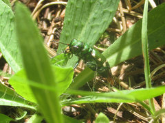Cicindela patruela