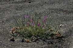 Oxytropis mongolica