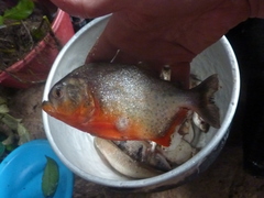 Pygocentrus nattereri