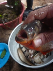 Pygocentrus nattereri