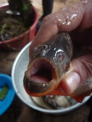 Pygocentrus nattereri