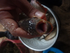 Pygocentrus nattereri