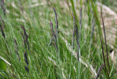 Festuca airoides