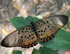 Pseudacraea boisduvalii