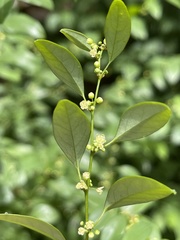 Pseudophyllanthus ovalis