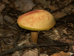 Boletus miniatopallescens