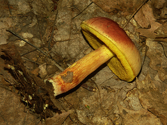 Boletus miniatopallescens