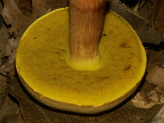 Boletus miniatopallescens