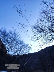 Achnatherum pekinense