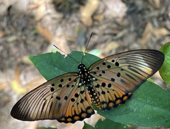 Pseudacraea boisduvalii