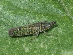 Ichthyobelus bellicosus