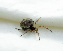 Dipoena melanogaster