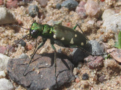 Cicindela patruela