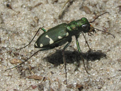 Cicindela patruela