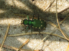 Cicindela patruela