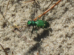 Cicindela patruela
