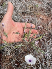 Polygala galapageia
