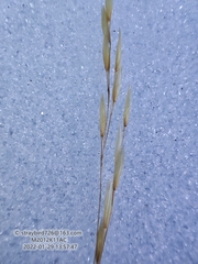 Achnatherum pekinense