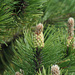 Pinus mugo - Photo (c) Svetlana Nesterova,  זכויות יוצרים חלקיות (CC BY-NC), הועלה על ידי Svetlana Nesterova