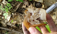 Gyromitra fastigiata