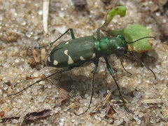 Cicindela patruela