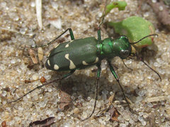 Cicindela patruela