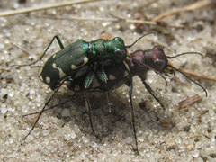 Cicindela patruela