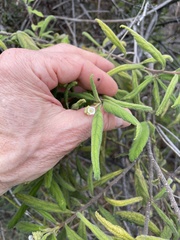 Varronia leucophlyctis