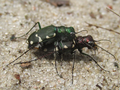 Cicindela patruela