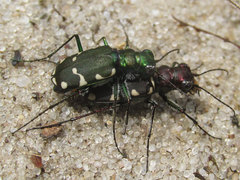 Cicindela patruela