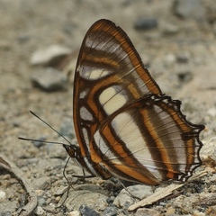 Metamorpha elissa