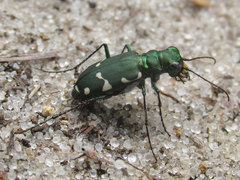 Cicindela patruela
