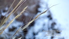 Achnatherum pekinense