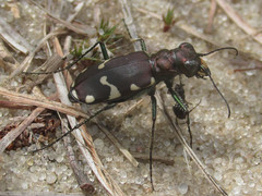 Cicindela patruela