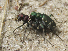 Cicindela patruela